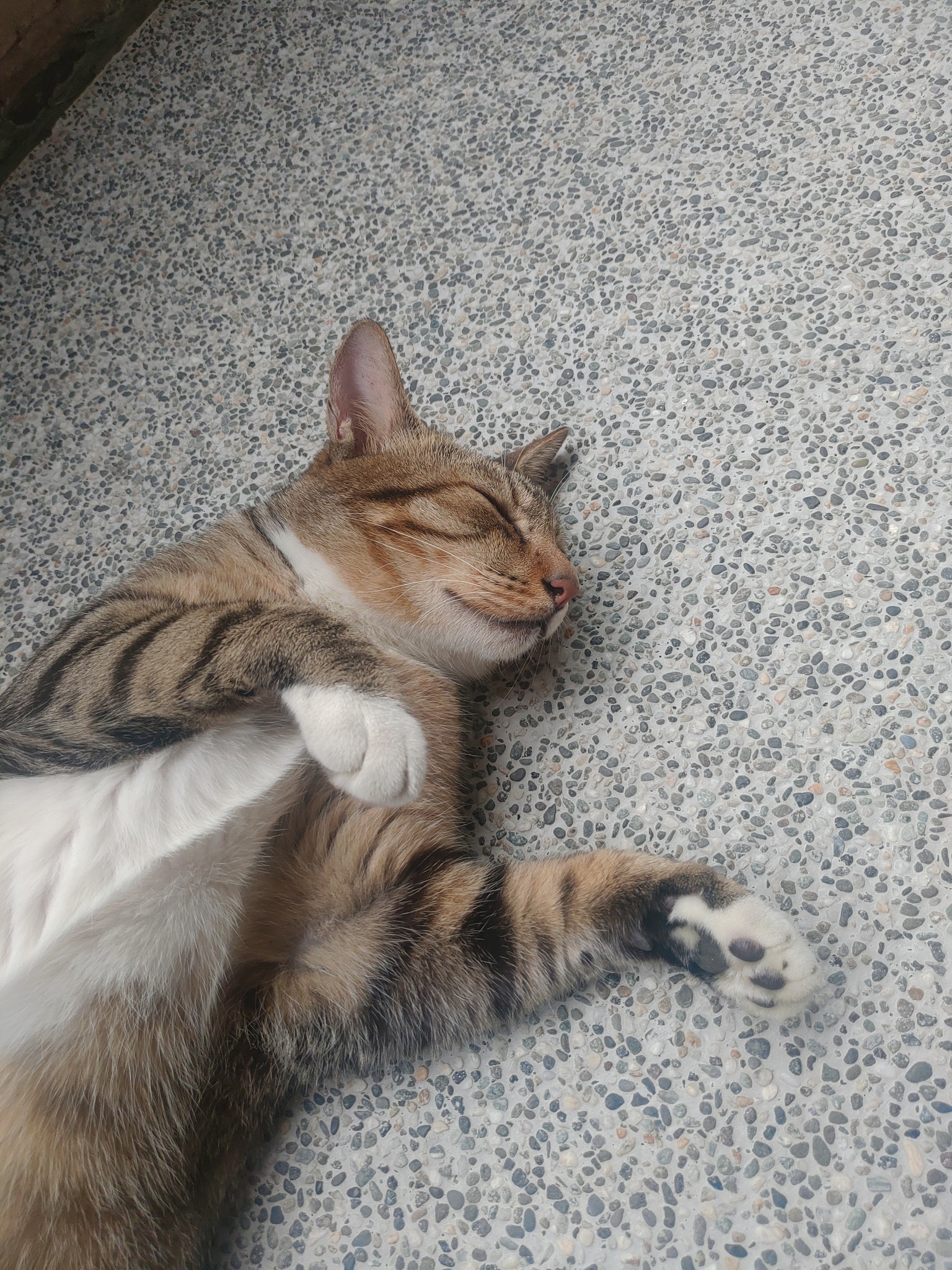 貓