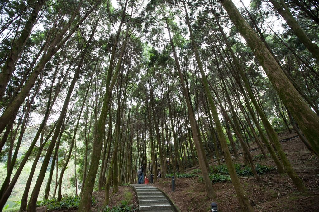 後慈湖  森林浴步道